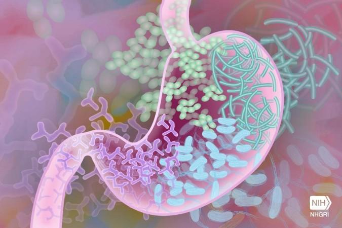 Beneficial Gut Bacteria (Representational Picture) Gut microbiota