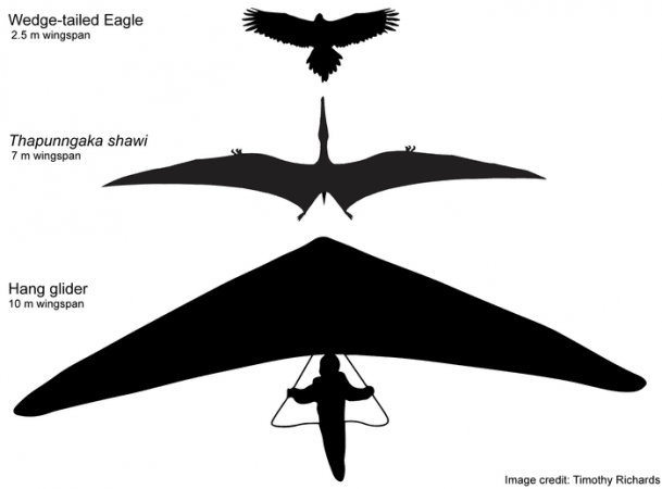 Hypothetical outline of Thapunngaka shawi with a 7 m wingspan, alongside a wedge-tailed eagle (2.5 m wingspan) and a hang-glider (10 m 'wingspan'). Thapunngaka shawi