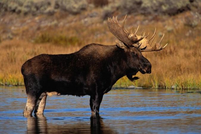 A bull moose (Representational Picture) Moose
