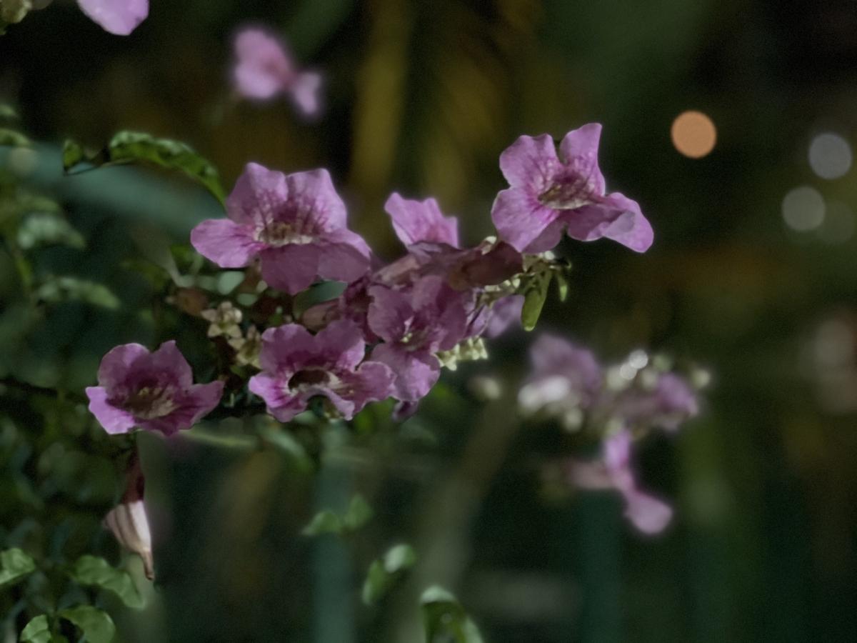 iPhone 12 Pro Max camera sample: