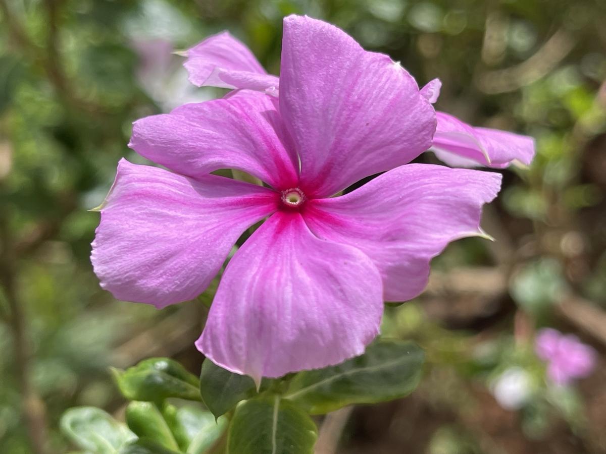 iPhone 12 Pro Max camera sample: