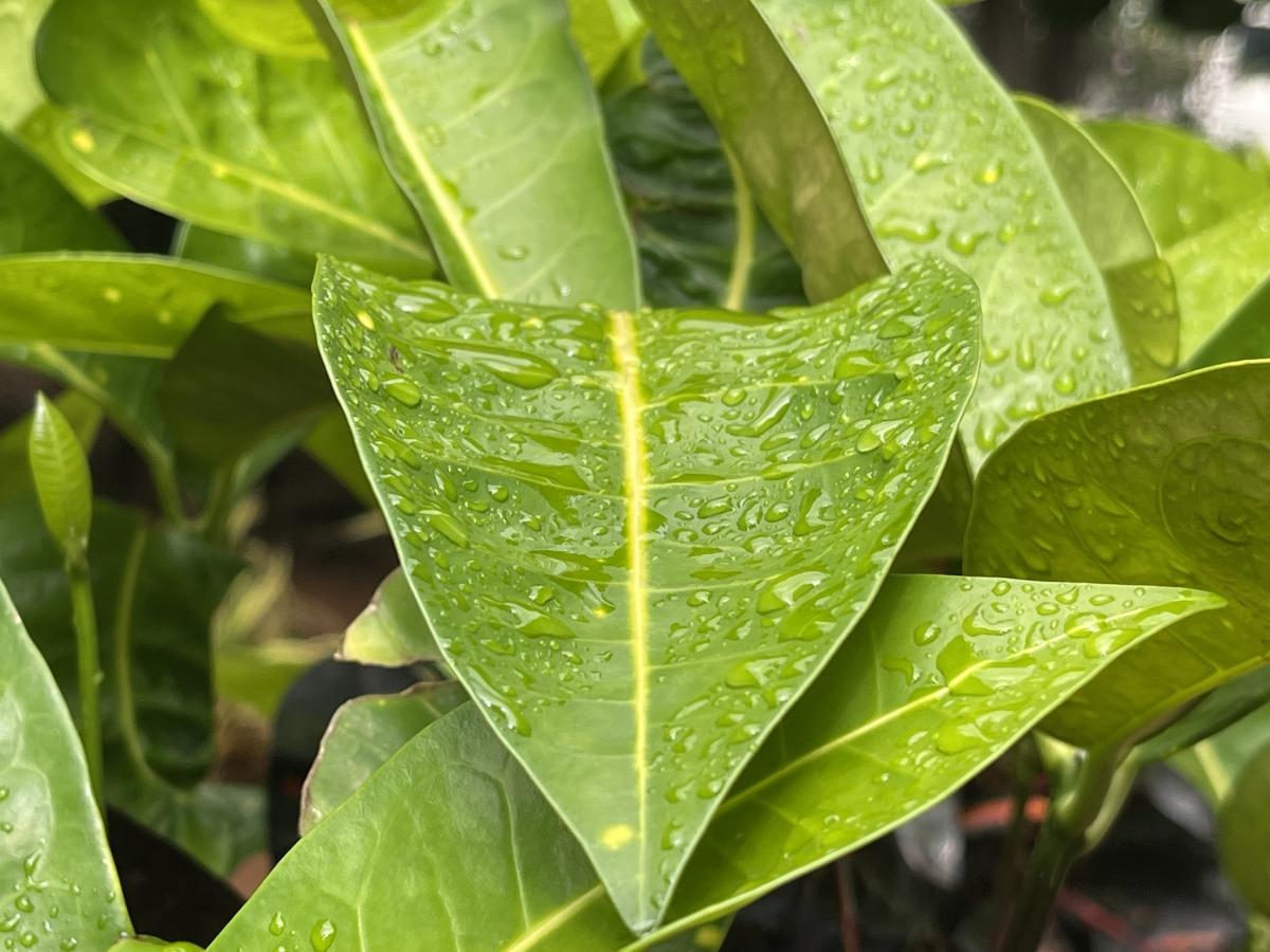 iPhone 12 Pro Max camera sample: