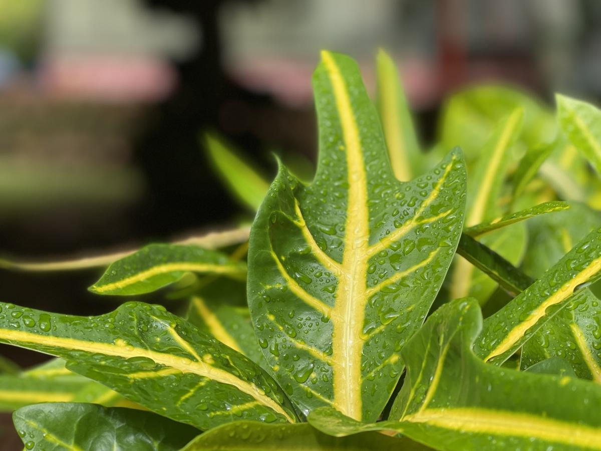 iPhone 12 Pro Max camera sample: