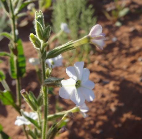 Nicotiana insecticida Killer tobacco