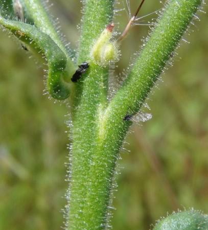 Caught in a trap: a small fly stuck on the sticky surface of Nicotiana insecticida Killer tobacco