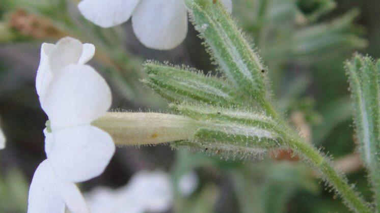 Nicotiana insecticida Killer tobacco