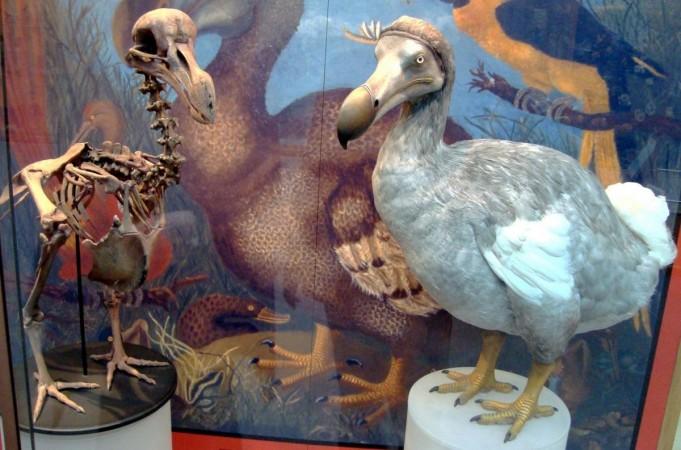 Skeleton cast and model of the dodo at the Oxford University Museum of Natural History (Representational Picture) Dodo