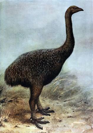 Giant Moa (Representational Picture) Giant Moa