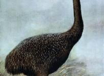 Giant Moa