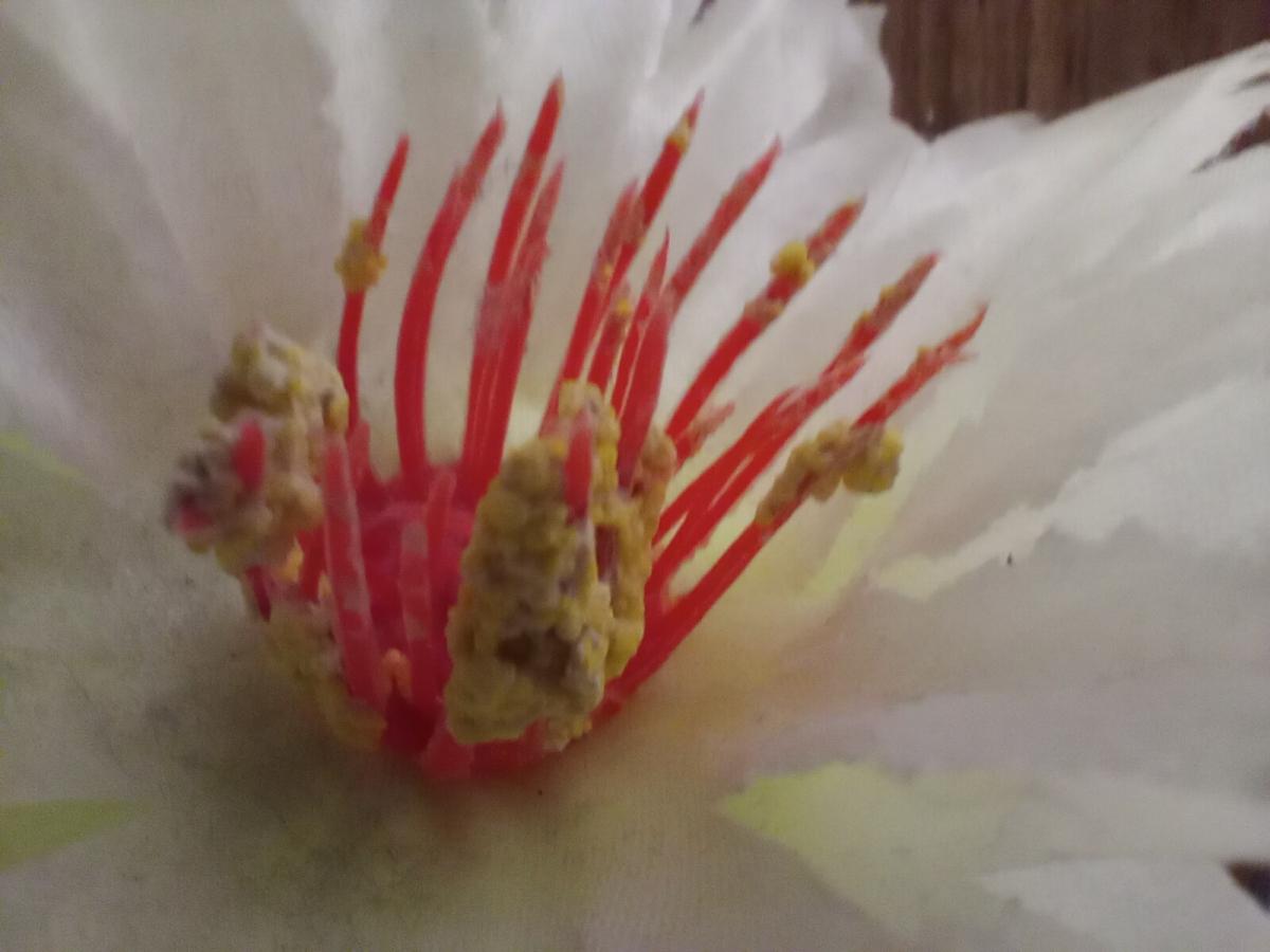 Nokia G20 review: Macro Nokia G20 review