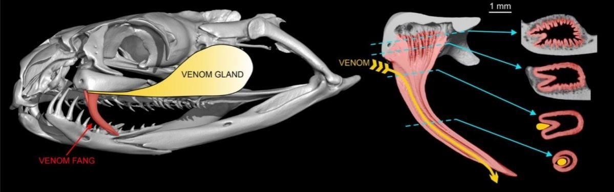 Illustration of the skull of a taipan, one of the world's most venomous snakes, and sections through its left fang showing the relationship between the venom groove and infoldings at the base of the tooth Fangs