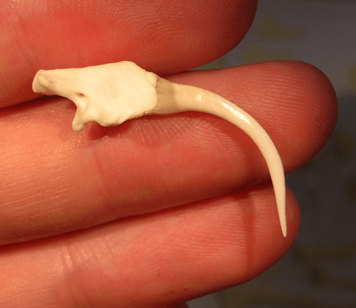 The fang of a Gaboon viper (attached to the bone, the maxilla) Fang