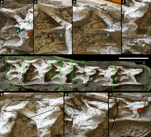 Holotype of Silutitan sinensis gen. et sp. nov Fossils