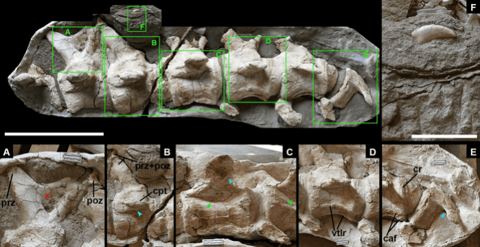 Holotype of Hamititan xinjiangensis gen. et sp. nov. Fossil