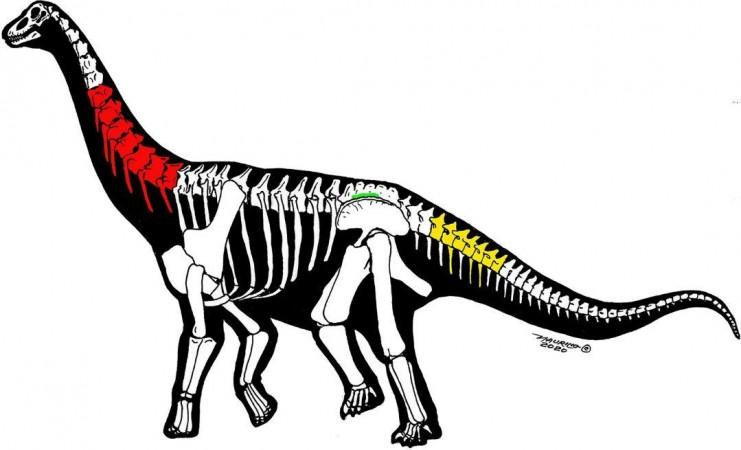 All specimens described in this paper shown in one outline of a generic titanosaur: preserved cervical elements of Silutitan sinensis gen. et sp. nov. (IVPP V27874) (red), preserved caudal elements of Hamititan xinjiangensis gen. et sp. nov. (HM V22) (yellow) and the preserved sacral elements (IVPP V27875) (green). Dinosaur