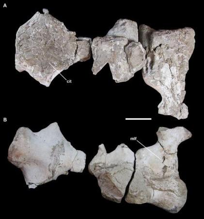 Sacral vertebrae (IVPP V27875), in (A) dorsal view, showing the camellate internal tissue (cit) and, (B) in ventral view, showing the mediolaterally deep fossa (mlf) on the ventral surface. Scale bar: 10 cm New Dinosaur