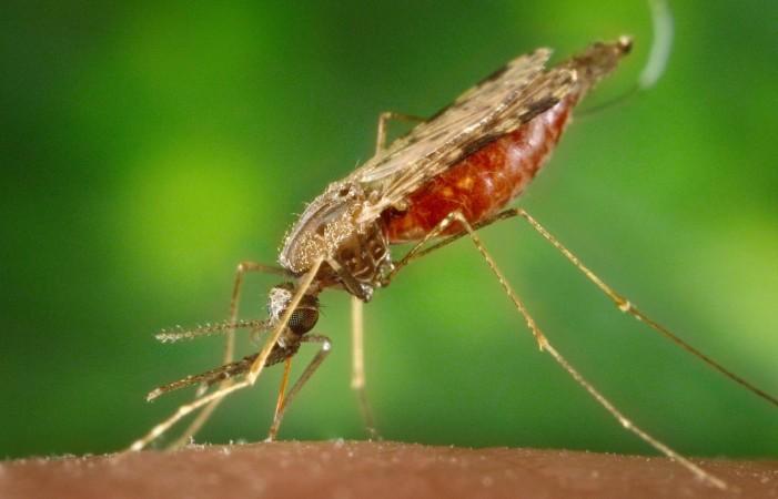 A female Anopheles albimanus mosquito (Representational Picture) Mosquito