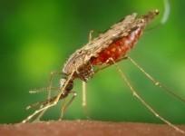Mosquito