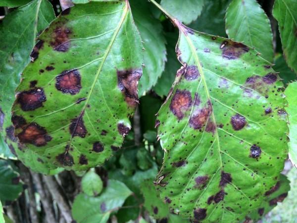 Leaf blight caused by Xanthomonas campestris in ornamental plant Polyscias guilfoylei (Representational Picture) Xanthomonas campestris