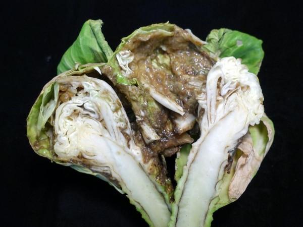 Black rot in cabbage (Representational Picture) Xanthomonas campestris