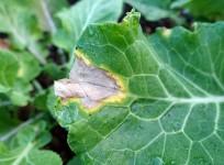 Xanthomonas campestris