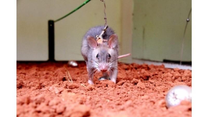 rodent