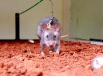 rodent