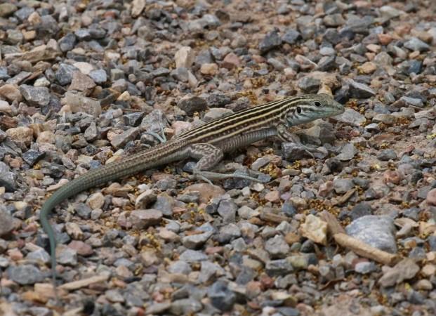 New Mexico Whiptail/Aspidoscelis neomexicanus (Representational Picture) New Mexico Whiptail