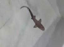Baby Shark