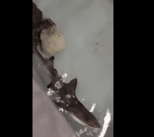 Baby Ispera swimming in her tank Baby Shark