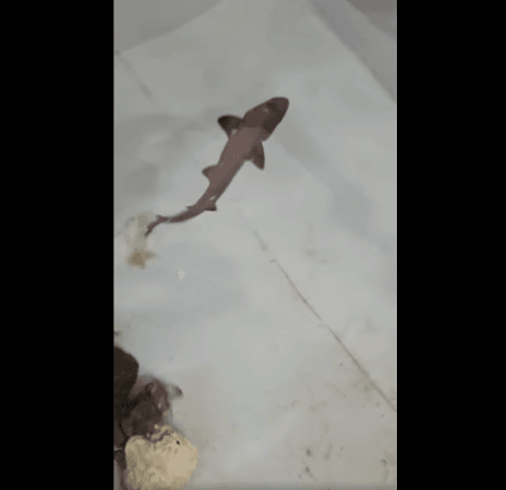 Baby Ispera swimming in her tank Baby Shark