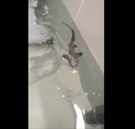 Baby Ispera swimming in her tank Baby Shark