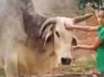 Villagers in UP mourn 'Babuji' the bull