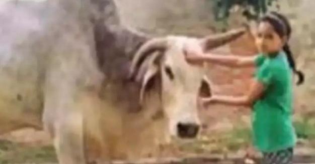 Villagers in UP mourn 'Babuji' the bull
