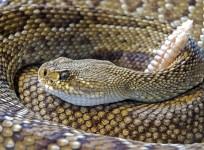 Rattlesnake