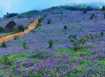 Visitors at Kodagu enjoying the Neelkurunji covered hills