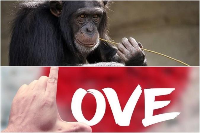 Representational Image chimpanzee love