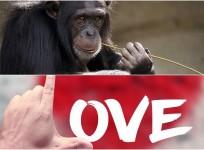 chimpanzee love