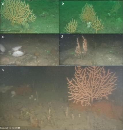Images from Site 56, in the south east corner of the MPA. (a,b) 2013, after 5 years protection from bottom-towed fishing, prior to extreme storms. (c,d) After extreme storms in 2014. Influx of sediment apparent with evidence of sand scour on e.g., scallops and pink sea fans. (e) 2 years after extreme storms in 2016 with evidence of recovery of adult pink sea fans with high levels of juvenile recruits Changes