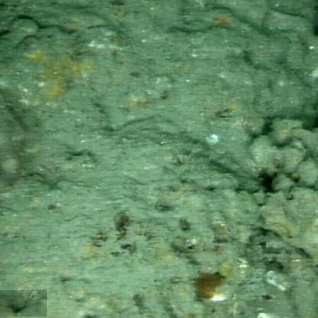 Image from Site 56, in the south east corner of the MPA in 2008 Changes