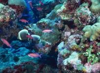 Ocean bed
