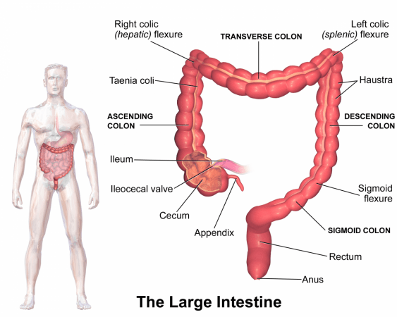 Large Intestine (Representational Picture) Large Intestine