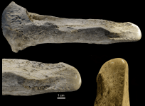 Bone Tools