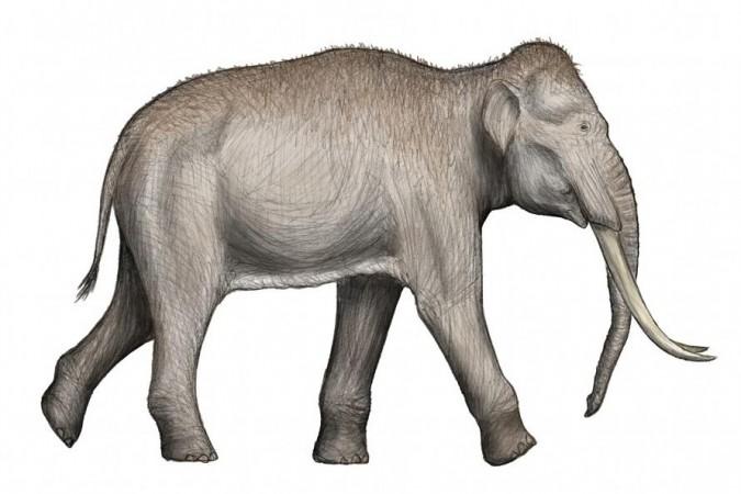 Life restoration Palaeoloxodon antiquus (Representational Picture) Elephant