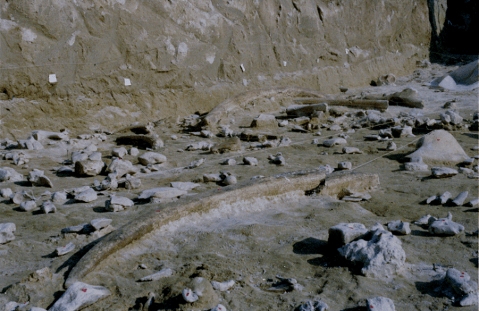 Elephant tusks and other bones at the Castel di Guido site during excavation Bone Tools