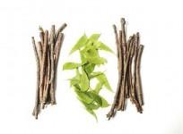 Ayurveda
