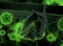 Nipah virus