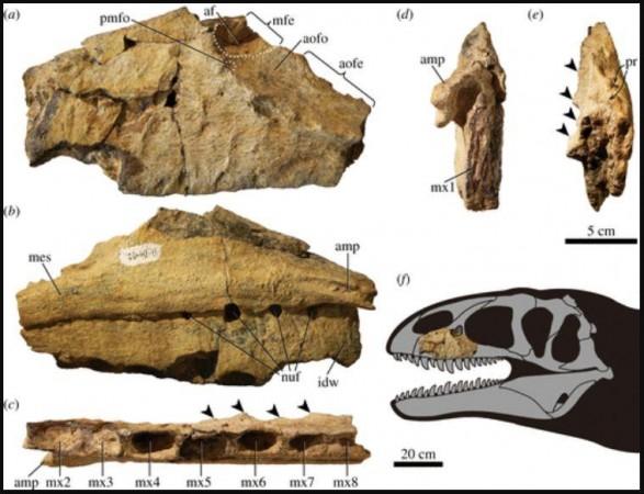 Left maxilla of Ulughbegsaurus (UzSGM 11-01-02). (a) Lateral, (b) medial, (c) ventral, (d) anterior and (e) posterior views. (f) Reconstruction of skull (grey missing bones are based on Neovenator, modified from Naish et al. Black arrows indicate tubercles on the rim of the antorbital fossa and dashed lines indicate depressions. Abbreviations: af, accessory fossa; amp, anteromedial process; aofe, antorbital fenestra; aofo, antorbital fossa; idw, interdental wall; mes, medial shelf; mfe, maxillary fenestra; mx1-8, first to eighth maxillary tooth; nuf, nutrient foramen; pmfo, promaxillary fossa; pr, pneumatic recess Fossil