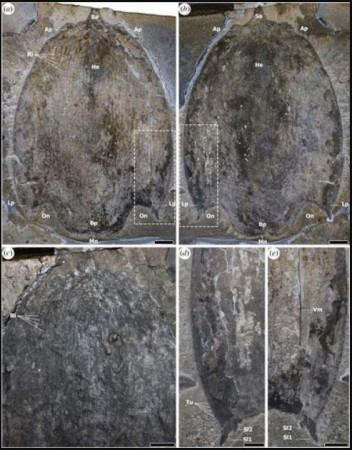 H-element of Titanokorys gainesi gen. et sp. nov., paratype ROMIP 65168. (a) Part; (b) counterpart; (c) close-up of ornamentation, photographed under low-angle light; (d), (e) close-ups of posterolateral margins. Ap, anterolateral processes; Bp bilobate axial posterior region; He, H-element; Lp, posterolateral processes; Mn, medial notch; On, ocular notch; Ri, ridges associated with a reticulated pattern; Sa, sagittal spine; Sl1,2, terminal (Sl1) and medial (Sl2) spines of posterolateral processes; Tu, tubercles; Vm, the ventrolateral margin of H-element. Scale bars: (a,b) = 20 mm; (c,d) = 5 mm. Fossil