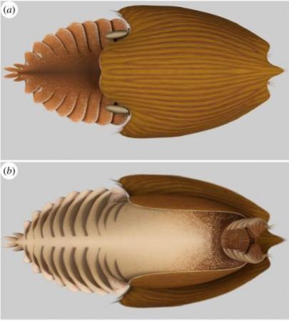 Reconstruction of Titanokorys gainesi gen. et sp. nov. (a) Dorsal view; (b) ventral view Reconstruction by Lars Fields Fossil